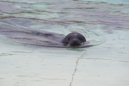 Marineland-086