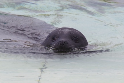 Marineland-087