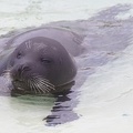 Marineland-089.JPG