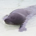 Marineland-090.JPG