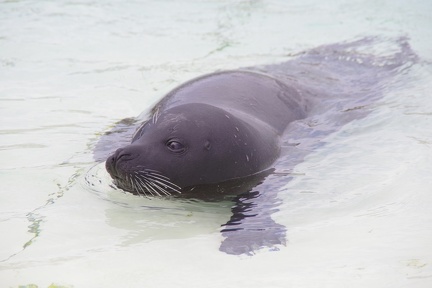 Marineland-090