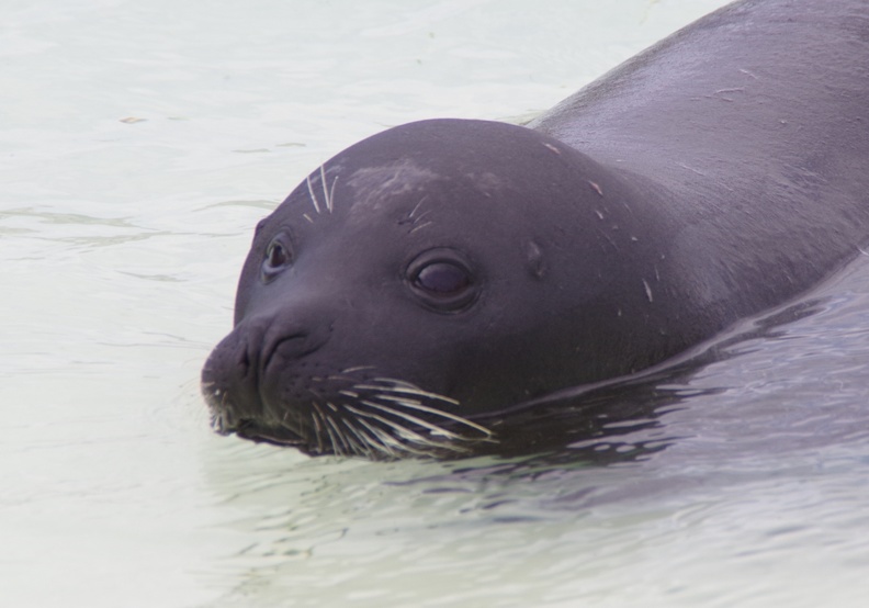 Marineland-091.JPG