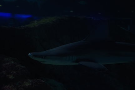 Marineland-096
