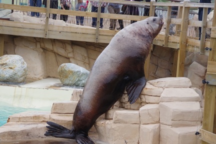 Marineland-078