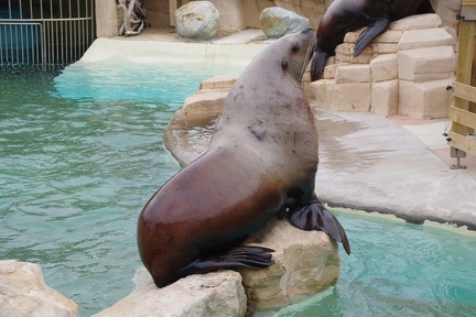 Marineland-080