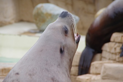 Marineland-082