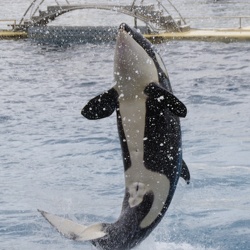 Marineland - 15 Avril 2018