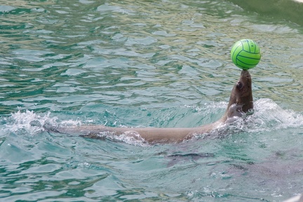 Marineland-178