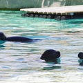 Marineland-33.JPG