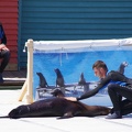 Marineland-06.JPG