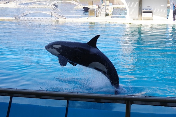 Marineland-06