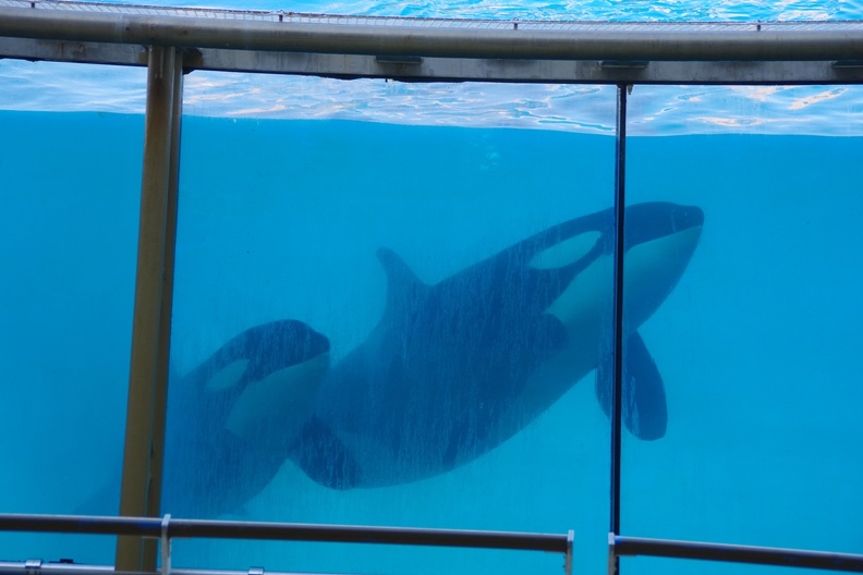 Marineland-13.JPG