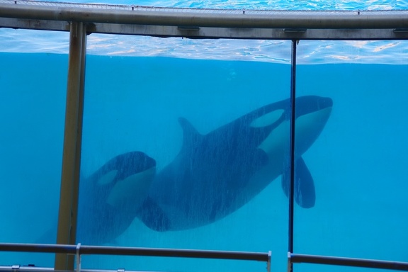 Marineland-13