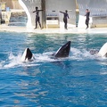 Marineland-15