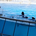 Marineland-20