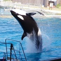 Marineland-23