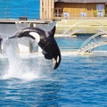 Marineland-30.JPG