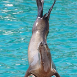 Spectacle otaries californie