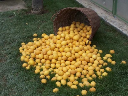 fete des citrons menton - 017