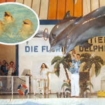 Europa Park - disparus - dauphins