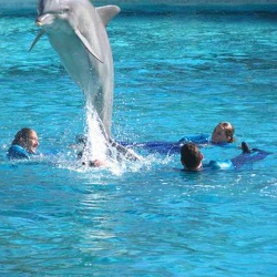 Parc Asterix - Shows - Les dauphins