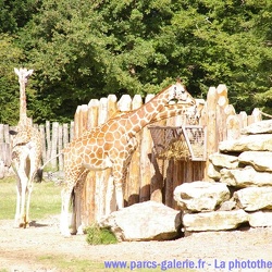 Le Pal - Girafes