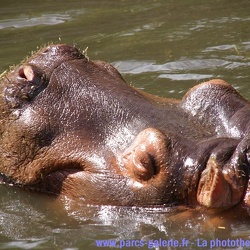 Le Pal - Hippopotames