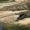 La ferme aux crocodiles 017