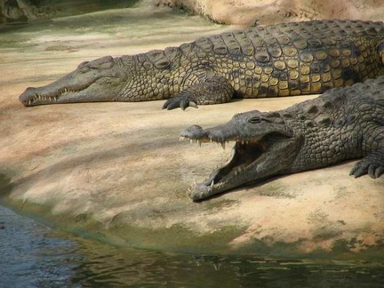 La ferme aux crocodiles 017