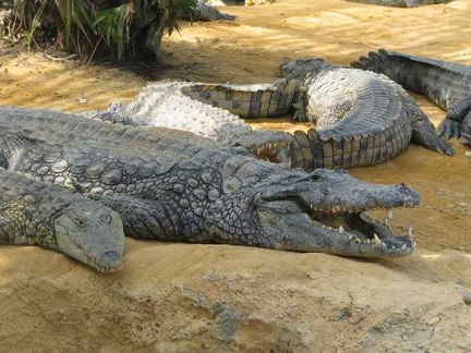 La ferme aux crocodiles 019