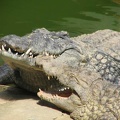 La ferme aux crocodiles 020