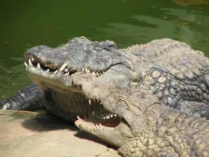 La ferme aux crocodiles 020