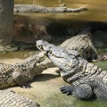 La ferme aux crocodiles 021