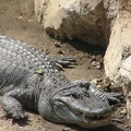 La ferme aux crocodiles 028