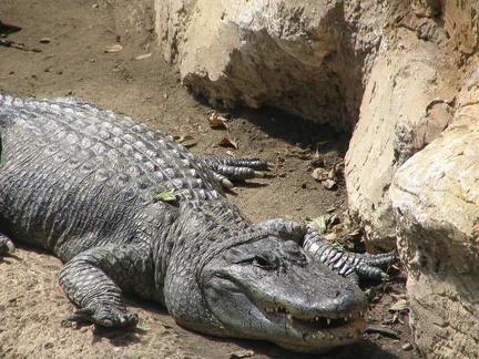 La ferme aux crocodiles 028