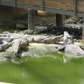 La ferme aux crocodiles 030