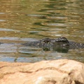 La ferme aux crocodiles 036