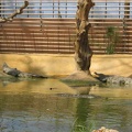 La ferme aux crocodiles 039