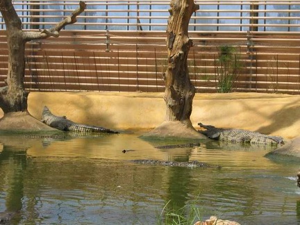 La ferme aux crocodiles 039
