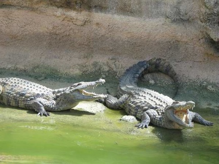 La ferme aux crocodiles 041