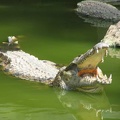 La ferme aux crocodiles 045