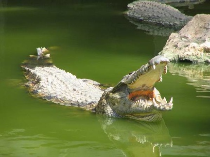 La ferme aux crocodiles 045