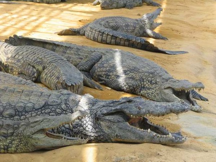 La ferme aux crocodiles 046