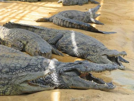 La ferme aux crocodiles 046