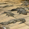 La ferme aux crocodiles 047