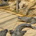 La ferme aux crocodiles 048