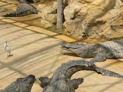 La ferme aux crocodiles 048