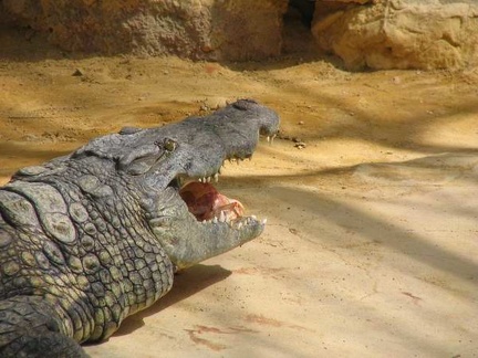 La ferme aux crocodiles 052