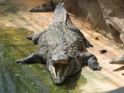 La ferme aux crocodiles 054