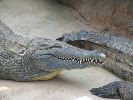 La ferme aux crocodiles 058